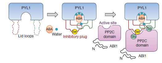 ABA nın hücreiçi bir reseptöre bağlanması transkripsiyonel cevabı başlatır PYL1 bir ABA reseptörüdür.