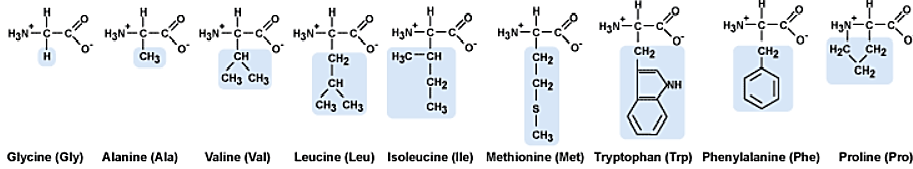 amino asitler 6