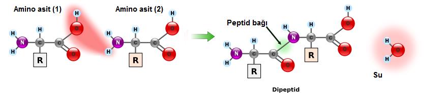Şekil 2.2: Peptid zincirinin oluşumu Peptidler peptid zincirinde yer alan amino asit sayısına göre; mono, di, tri gibi ön ekler verilerek isimlendirilir.