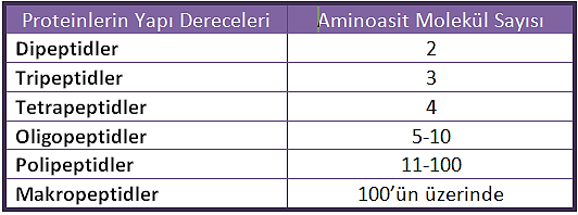 1 : Proteinlerin yapı dereceleri ve amino asit molekül sayısı Proteinlerin pek çoğu tek bir polipeptid zincirinden oluşur (myoglobin).