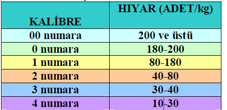 Ancak 1987 yılından itibaren gerek ülke içinde, gerekse ihracatta çok aranan hamburgerlerde kullanılan, 12 15 cm boyundaki (kiloda 5 10 adet hıyar) hıyarlar büyük değer kazanmıştır.