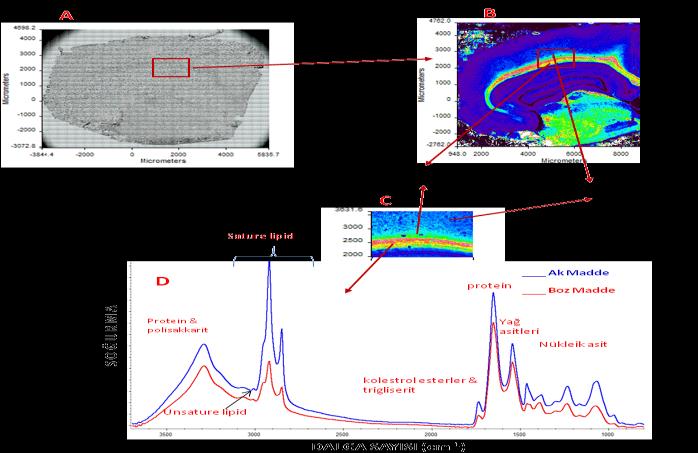 Kullanılan Teknik ve Örnekler SR-FTIR mikrospektroskopisi ve görüntülemesi, Biyokimya, Biyofizik, Mikrobiyoloji, Moleküler ve Hücre biyolojisi, Fizyoloji, Ekotoksikoloji gibi Biyoloji ve Temel Tıp