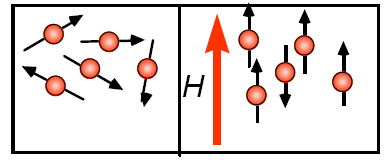 a H b H Şekil 2.4. Manyetik dipol momentlerin manyetik alana göre yönelimleri. Numune, sabit bir manyetik alan içine konulduğu zaman, çiftlenmemiģ elektronların (ġekil 2.