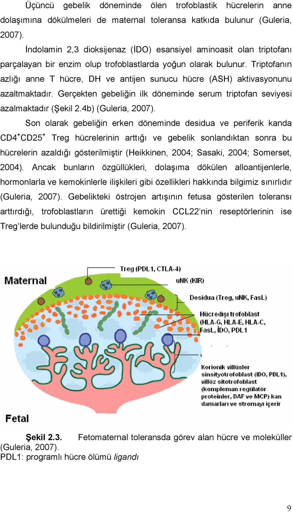 Triptofanın azlığı anne T hücre, DH ve antijen sunucu hücre (ASH) aktivasyonunu azaltmaktadır. Gerçekten gebeliğin ilk döneminde serum triptofan seviyesi azalmaktadır (Şekil 2.4b) (Guleria, 2007).