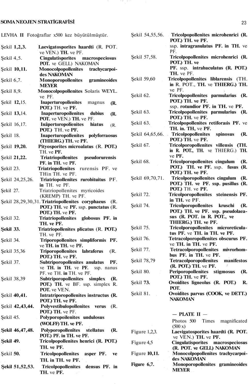 Inaperturopollenites magnus (R. Şekil 13,14. Inaperturopoîlenites dubius (R. POT. ve VEN.) Şekil 16,17. Inâpertııropolîenites hiatus (R. Şekil 18. Inaperturopollenites polyforraosus (THIERG.