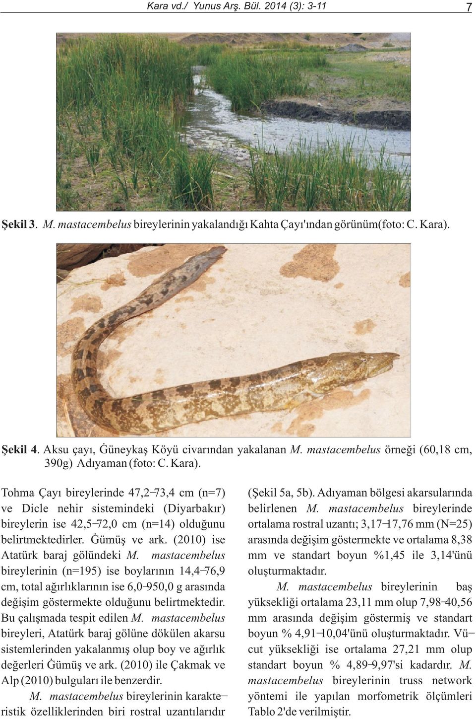 Tohma Çayý bireylerinde 47,2-73,4 cm (n=7) ve Dicle nehir sistemindeki (Diyarbakýr) bireylerin ise 42,5-72,0 cm (n=14) olduðunu belirtmektedirler. Gümüþ ve ark. (2010) ise Atatürk baraj gölündeki M.