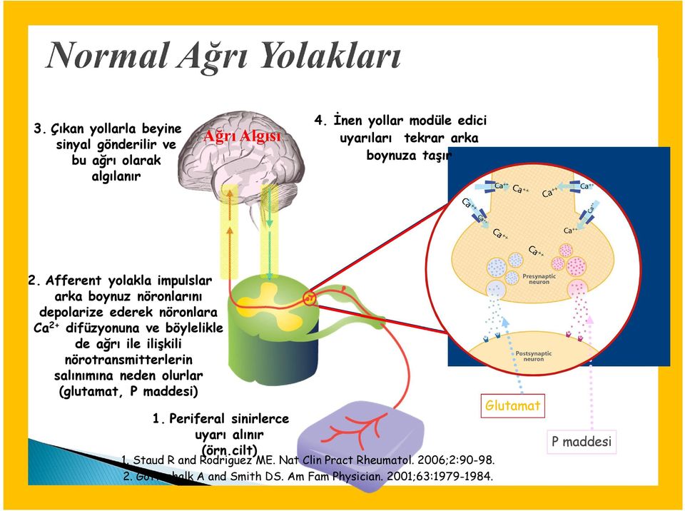 Afferent yolakla impulslar arka boynuz nöronlarını depolarize ederek nöronlara Ca 2+ difüzyonuna ve böylelikle de ağrı ile ilişkili