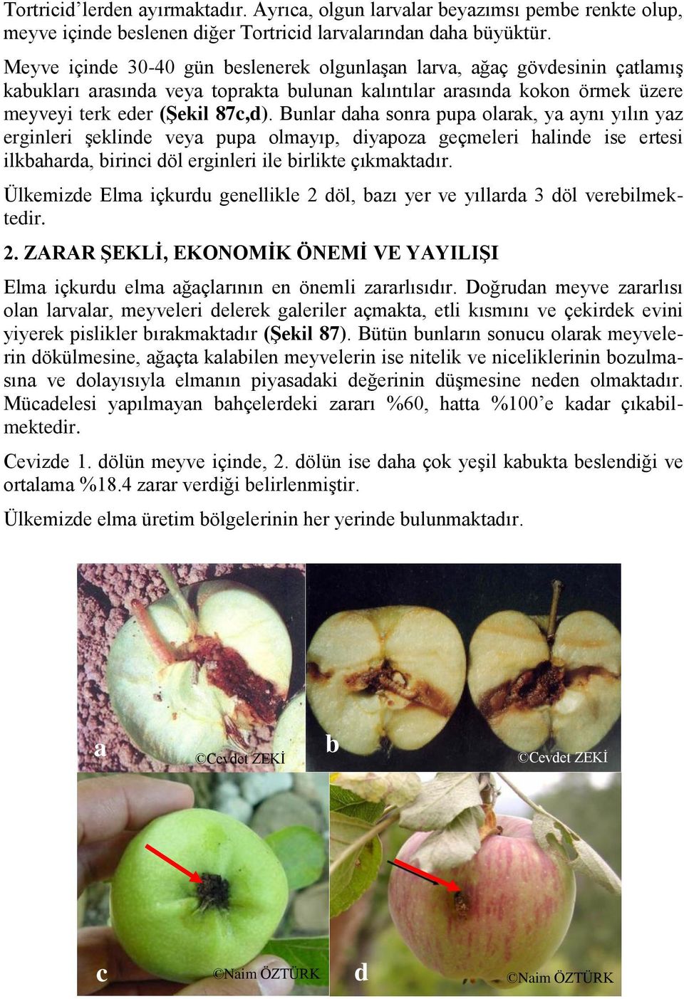 Bunlar daha sonra pupa olarak, ya aynı yılın yaz erginleri şeklinde veya pupa olmayıp, diyapoza geçmeleri halinde ise ertesi ilkbaharda, birinci döl erginleri ile birlikte çıkmaktadır.