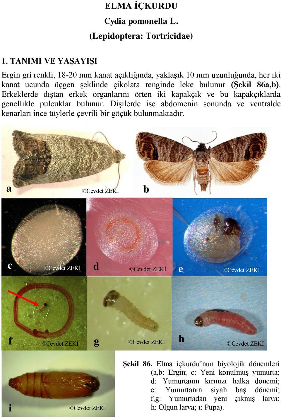 Erkeklerde dıştan erkek organlarını örten iki kapakçık ve bu kapakçıklarda genellikle pulcuklar bulunur.