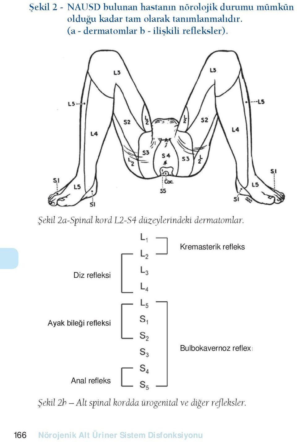 (a - dermatomlar b - ili kili refleksler).