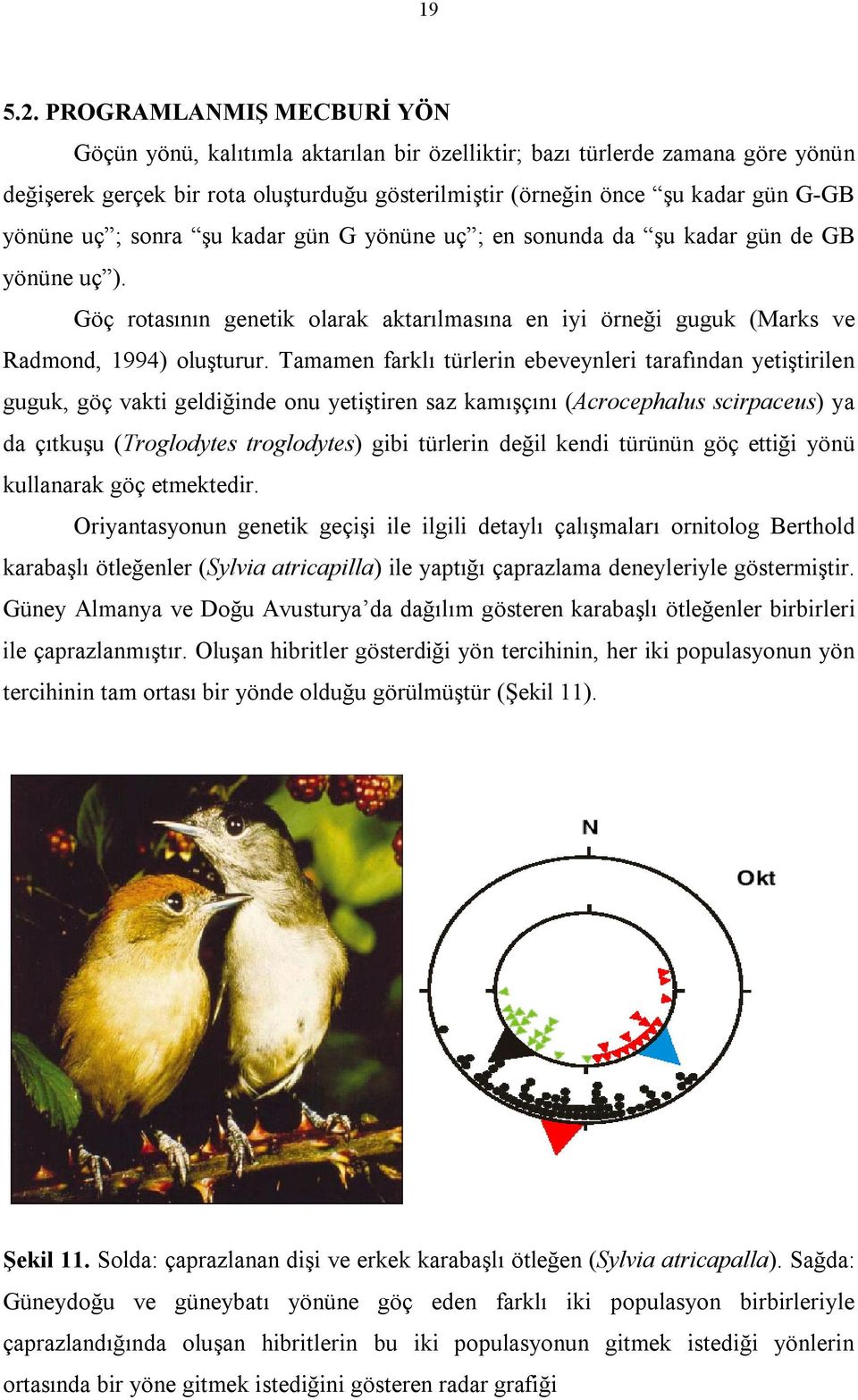 uç ; sonra şu kadar gün G yönüne uç ; en sonunda da şu kadar gün de GB yönüne uç ). Göç rotasının genetik olarak aktarılmasına en iyi örneği guguk (Marks ve Radmond, 1994) oluşturur.