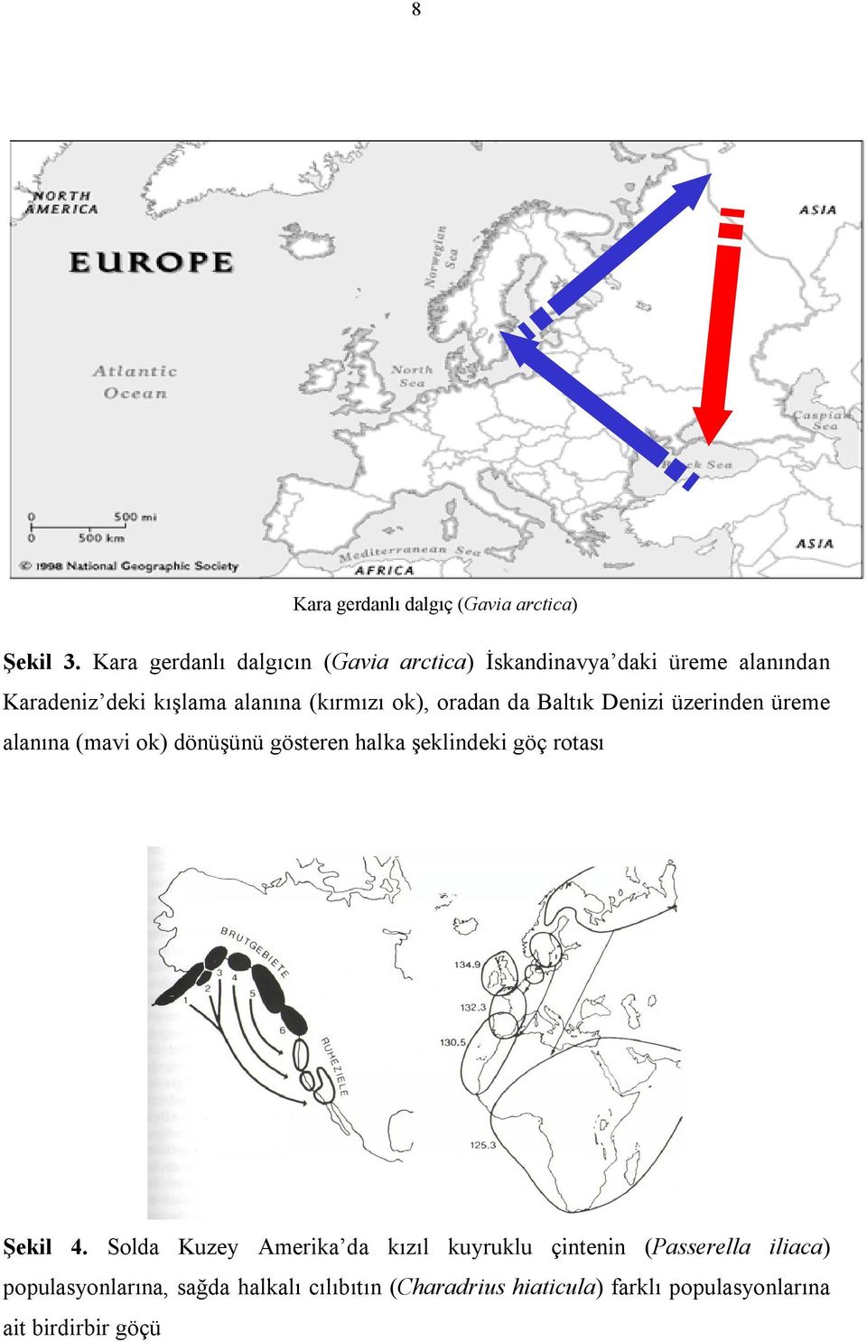 ok), oradan da Baltık Denizi üzerinden üreme alanına (mavi ok) dönüşünü gösteren halka şeklindeki göç rotası