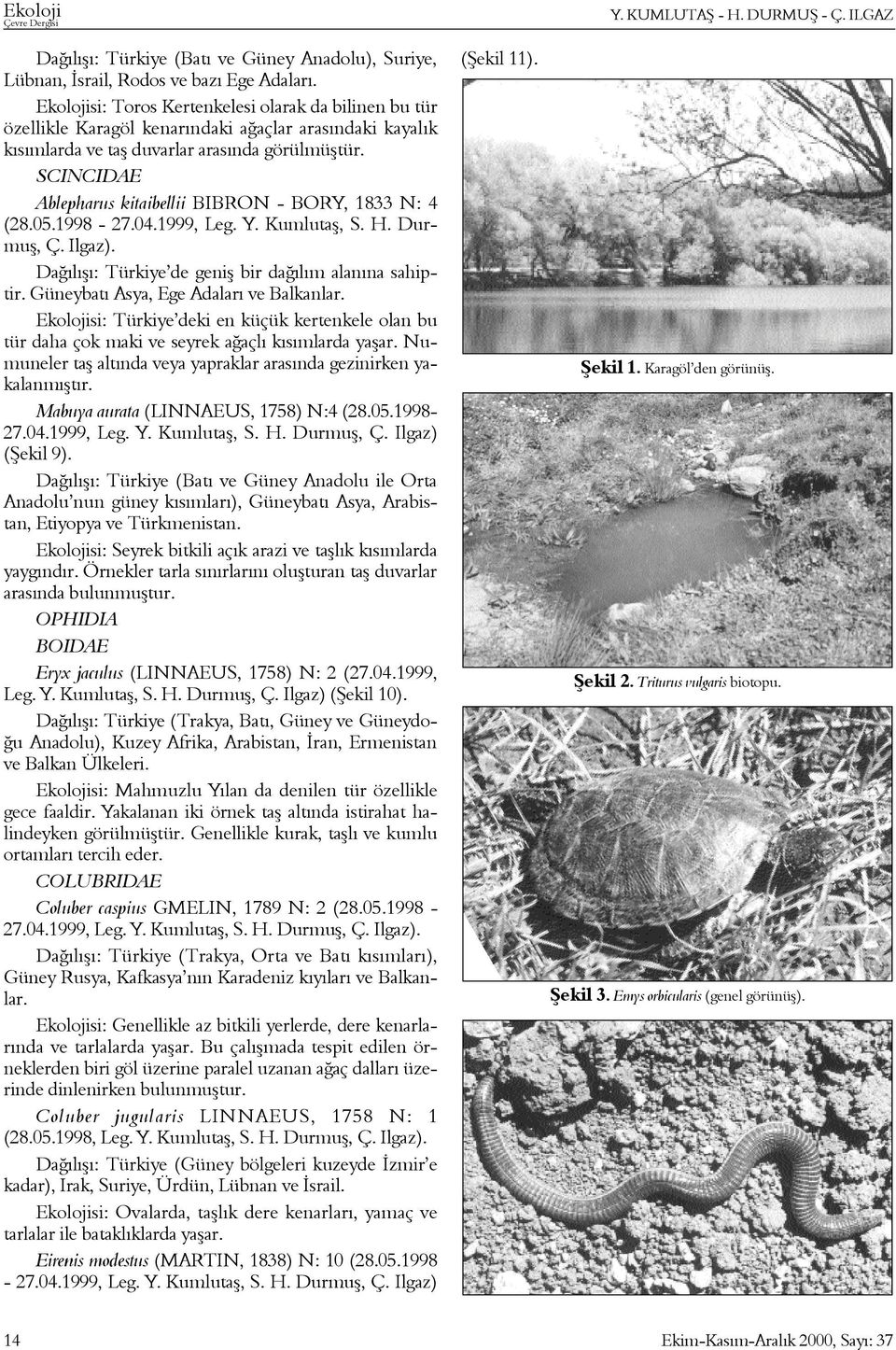 SCINCIDAE Ablepharus kitaibellii BIBRON - BORY, 1833 N: 4 Daðýlýþý: Türkiye de geniþ bir daðýlým alanýna sahiptir. Güneybatý Asya, Ege Adalarý ve Balkanlar.