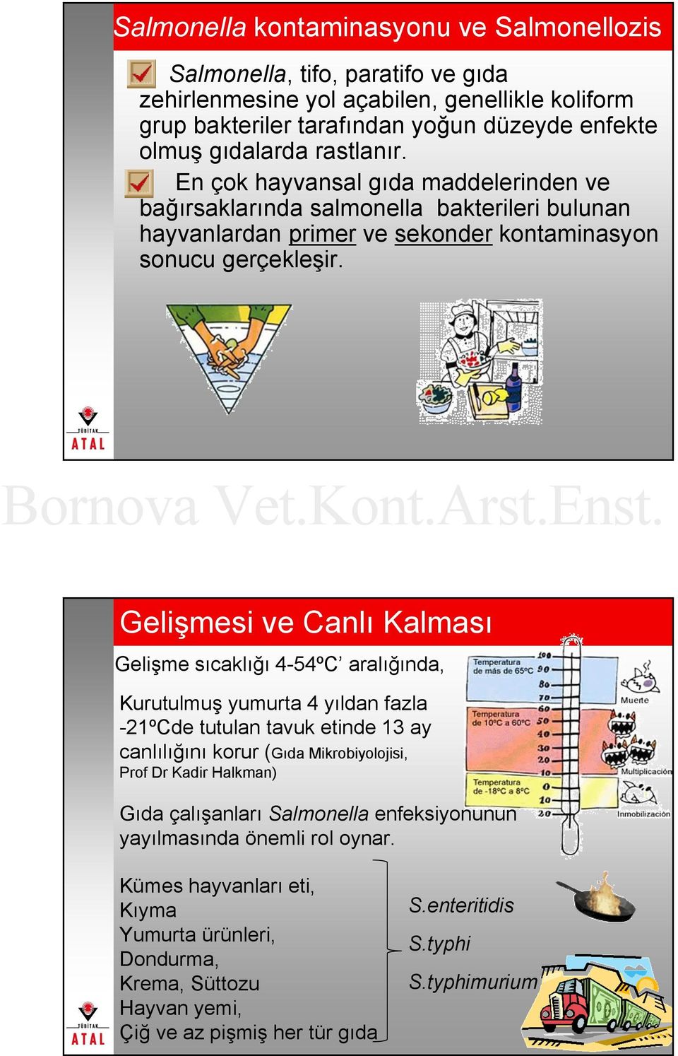 Gelişmesi ve Canlı Kalması Gelişme sıcaklığı 4-54ºC aralığında, Kurutulmuş yumurta 4 yıldan fazla -21ºCde tutulan tavuk etinde 13 ay canlılığını korur (Gıda Mikrobiyolojisi, Prof Dr Kadir