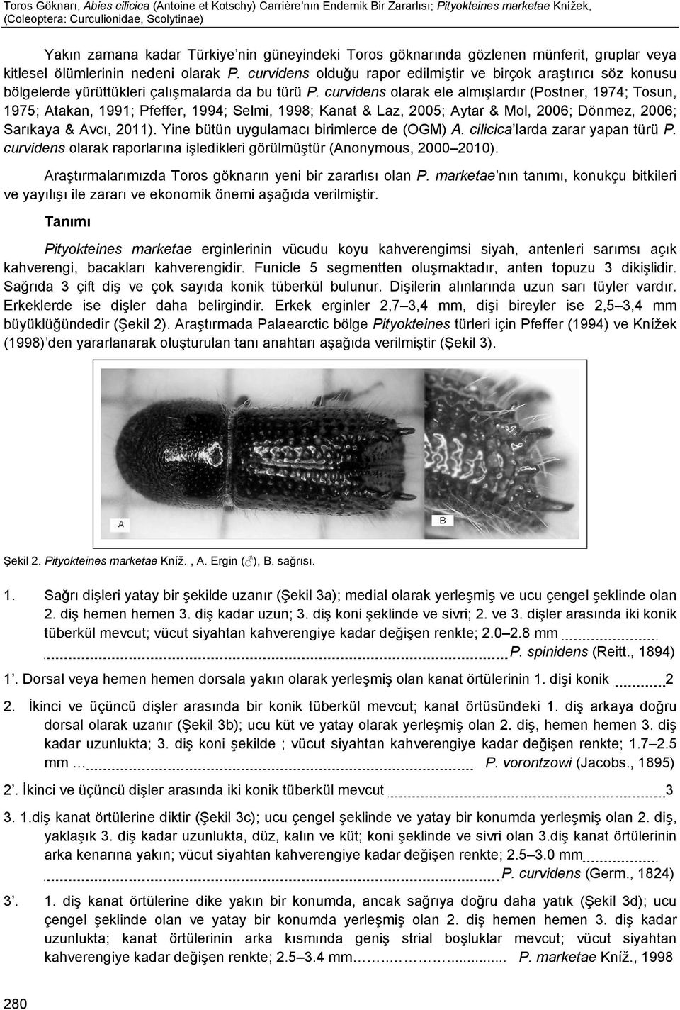 curvidens olarak ele almışlardır (Postner, 1974; Tosun, 1975; Atakan, 1991; Pfeffer, 1994; Selmi, 1998; Kanat & Laz, 2005; Aytar & Mol, 2006; Dönmez, 2006; Sarıkaya & Avcı, 2011).