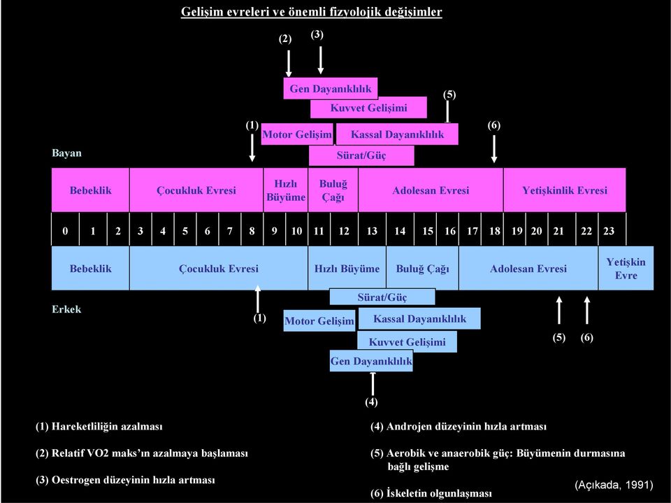 Evresi Yetişkin Evre Erkek (1) Sürat/Güç Motor Gelişim Kassal Dayanıklılık Kuvvet Gelişimi (5) (6) Gen Dayanıklılık (4) (1) Hareketliliğin azalması (4) Androjen düzeyinin hızla