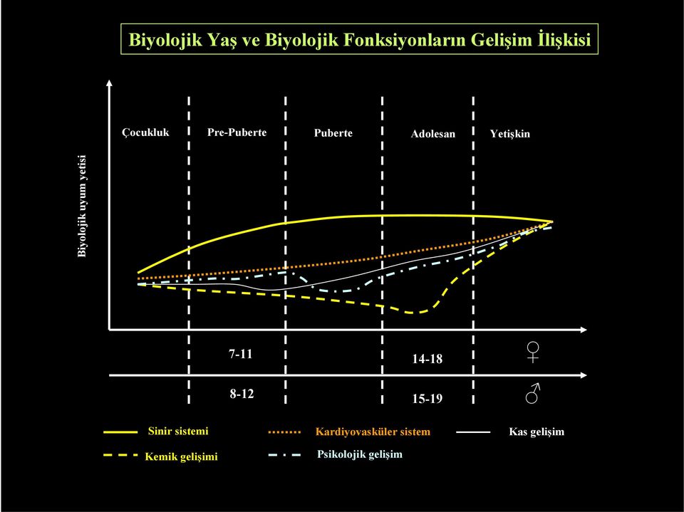 Biyolojik uyum yetisi 7-11 14-18 8-12 15-19 Sinir sistemi