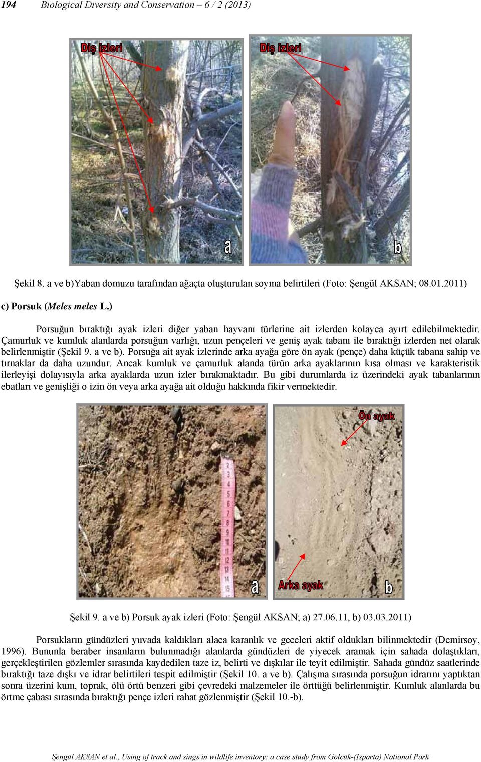 Çamurluk ve kumluk alanlarda porsuğun varlığı, uzun pençeleri ve geniş ayak tabanı ile bıraktığı izlerden net olarak belirlenmiştir (Şekil 9. a ve b).