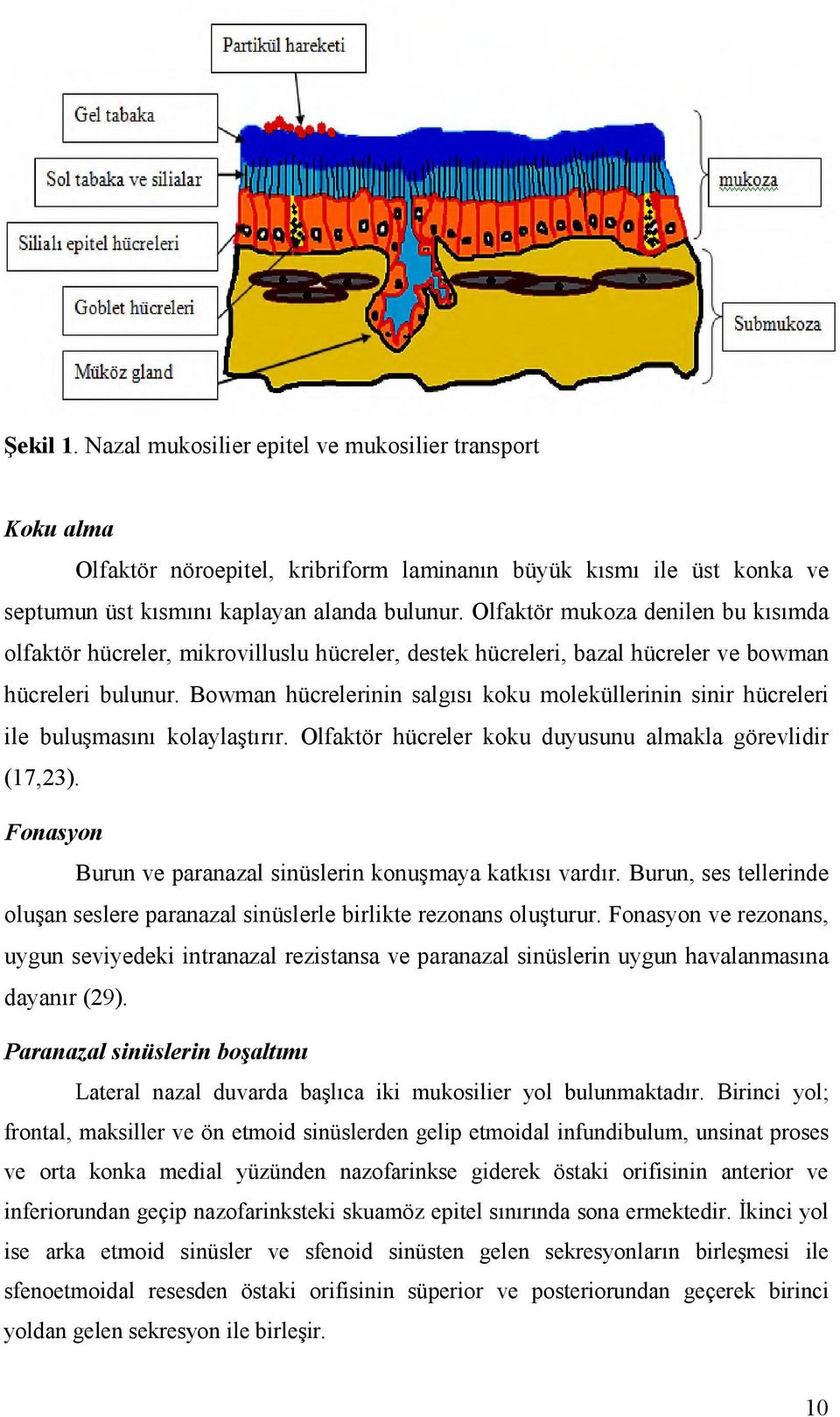 Bowman hücrelerinin salgısı koku moleküllerinin sinir hücreleri ile buluşmasını kolaylaştırır. Olfaktör hücreler koku duyusunu almakla görevlidir (17,23).