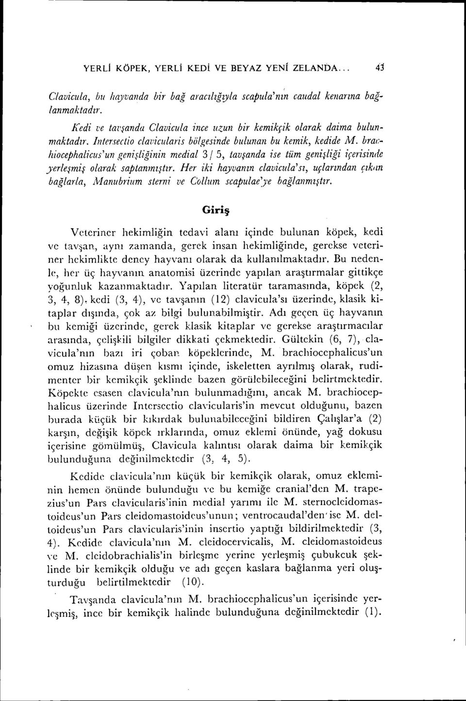 braı:- hiocephalicııs'un genişliğinin medial 3/ 5, tavşanda ise tüm genişliği içerisinde 'yerleşmiş olarak saptanmıştır.