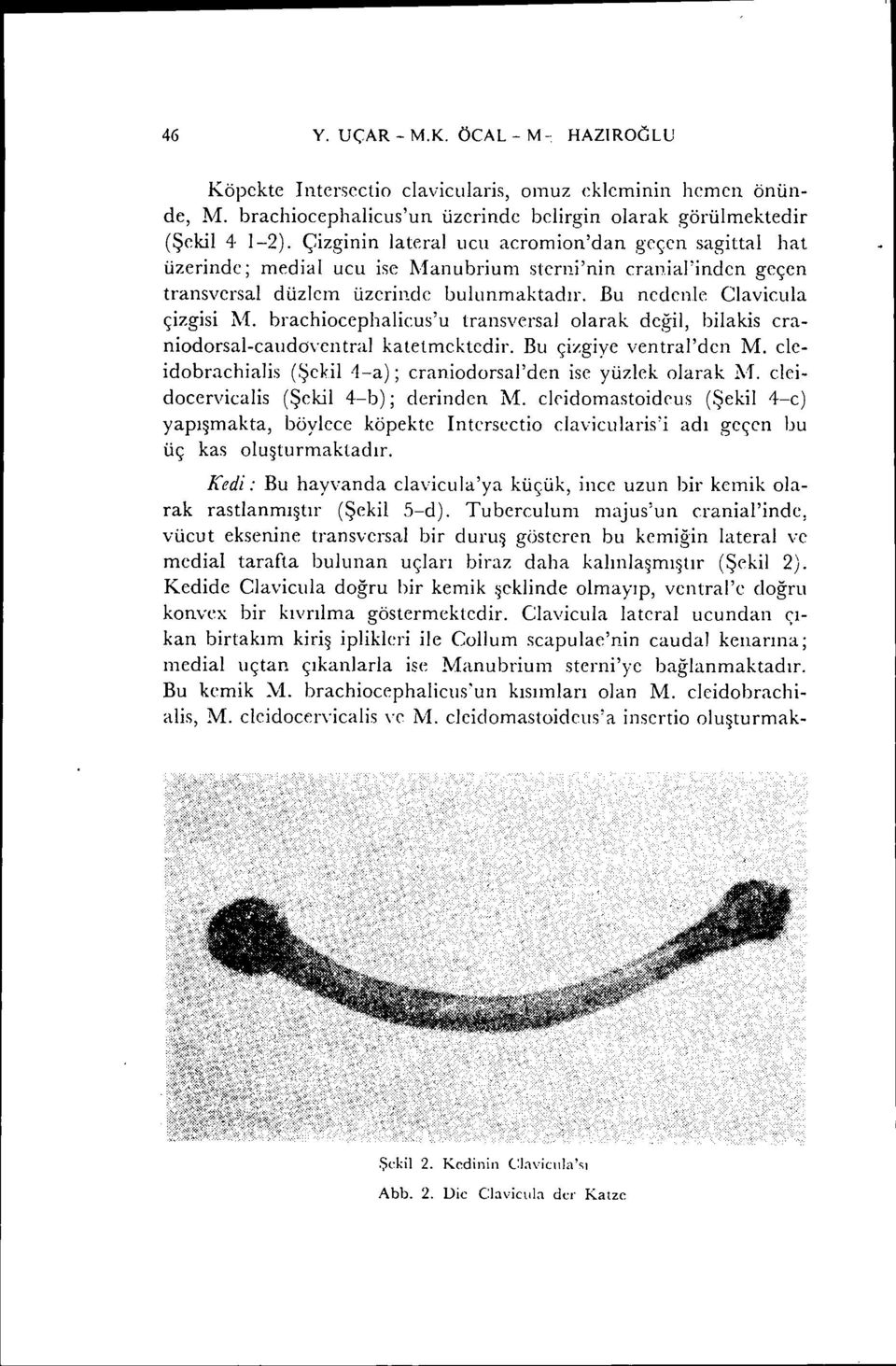 brachiocephalicus'u transversal olarak değil, bilakis craniodorsal-caudöventral btetmektedir. Bu çizgiye ventral'den M. cieidobrachialis (Şekil 1-a); craniodorsal'den ise yüzlek olarak l\1.