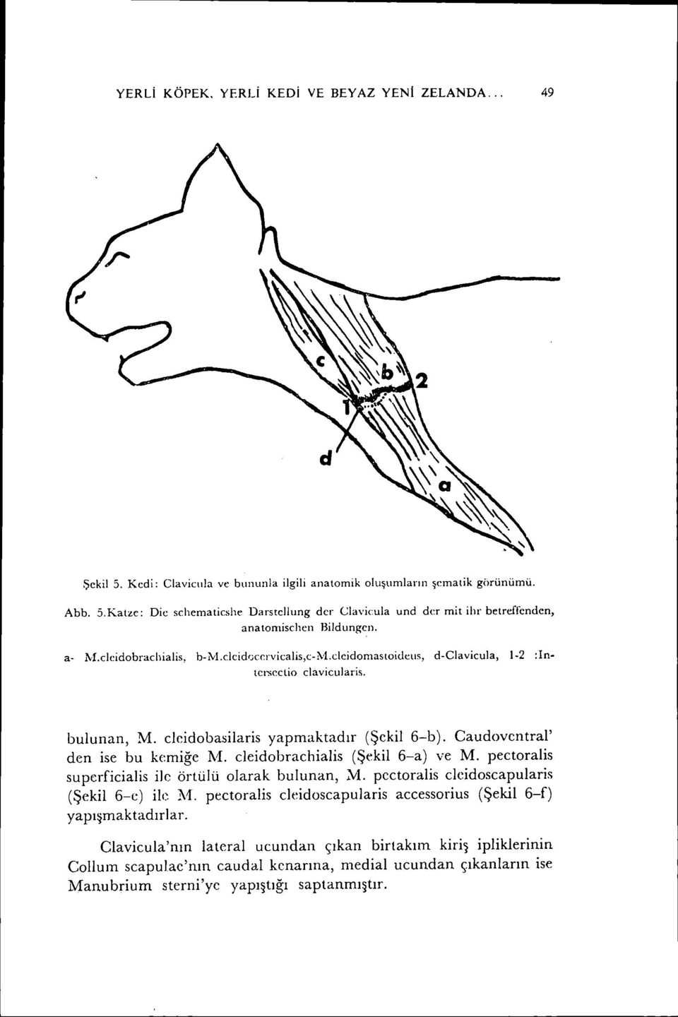 Caudoventral' den ise bu kemiğe M. cjeidobrachialis (Şekil 6-a) ve M. pectoralis supcrficialis ilc örtülü olarak bulunan, M. pectoralis clcidoscapularis (Şekil 6-c) ile M.