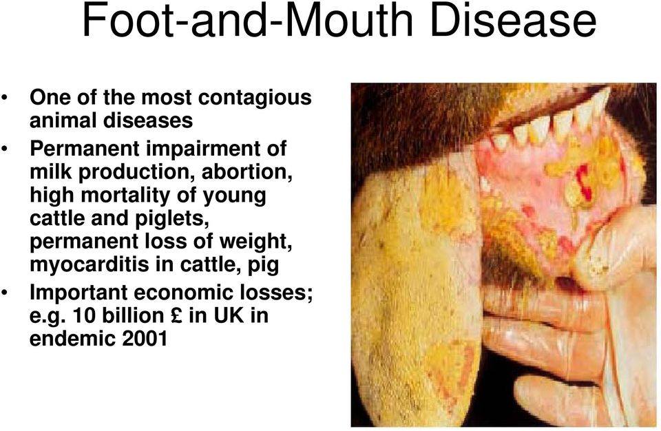 young cattle and piglets, permanent loss of weight, myocarditis in