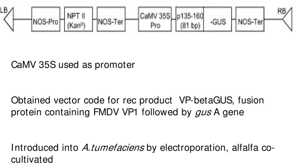 FMDV VP1 followed by gus A gene Introduced into A.