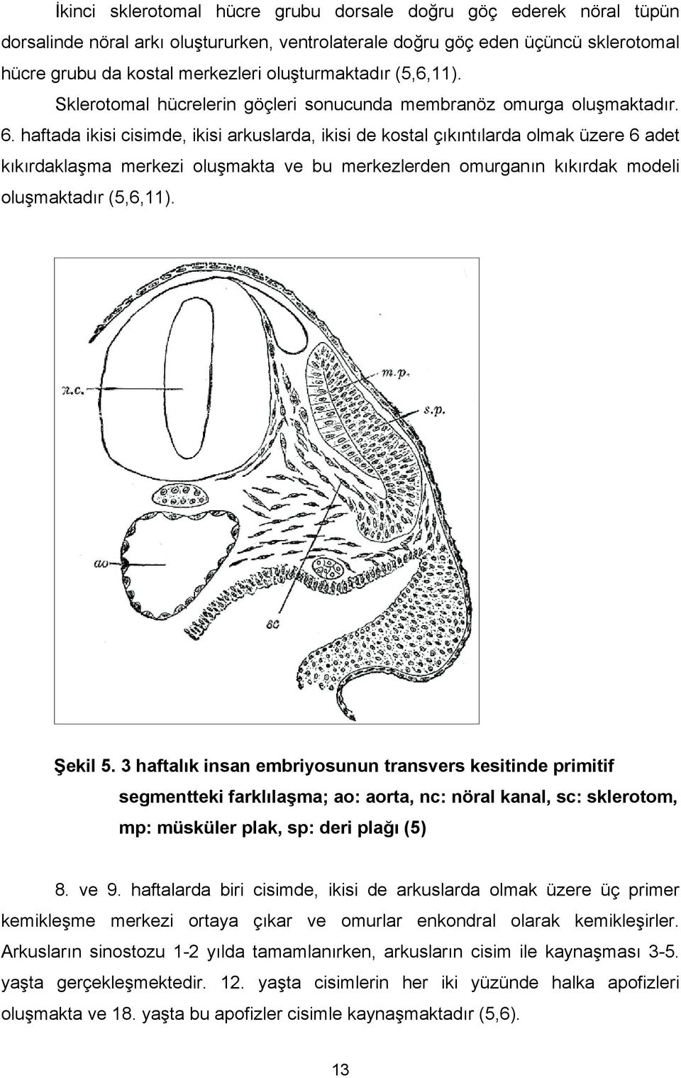 haftada ikisi cisimde, ikisi arkuslarda, ikisi de kostal çıkıntılarda olmak üzere 6 adet kıkırdaklaşma merkezi oluşmakta ve bu merkezlerden omurganın kıkırdak modeli oluşmaktadır (5,6,11). Şekil 5.