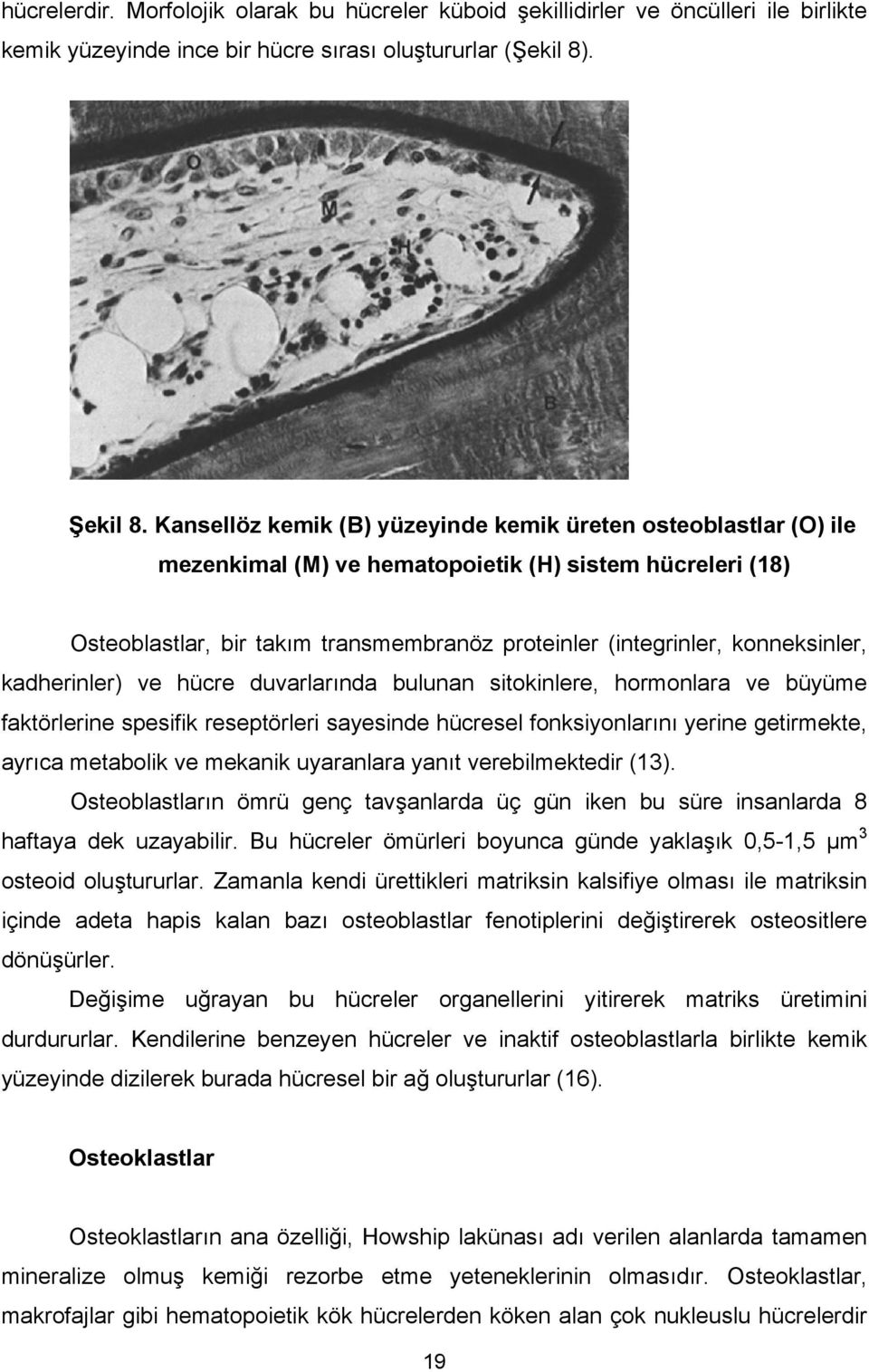 konneksinler, kadherinler) ve hücre duvarlarında bulunan sitokinlere, hormonlara ve büyüme faktörlerine spesifik reseptörleri sayesinde hücresel fonksiyonlarını yerine getirmekte, ayrıca metabolik ve