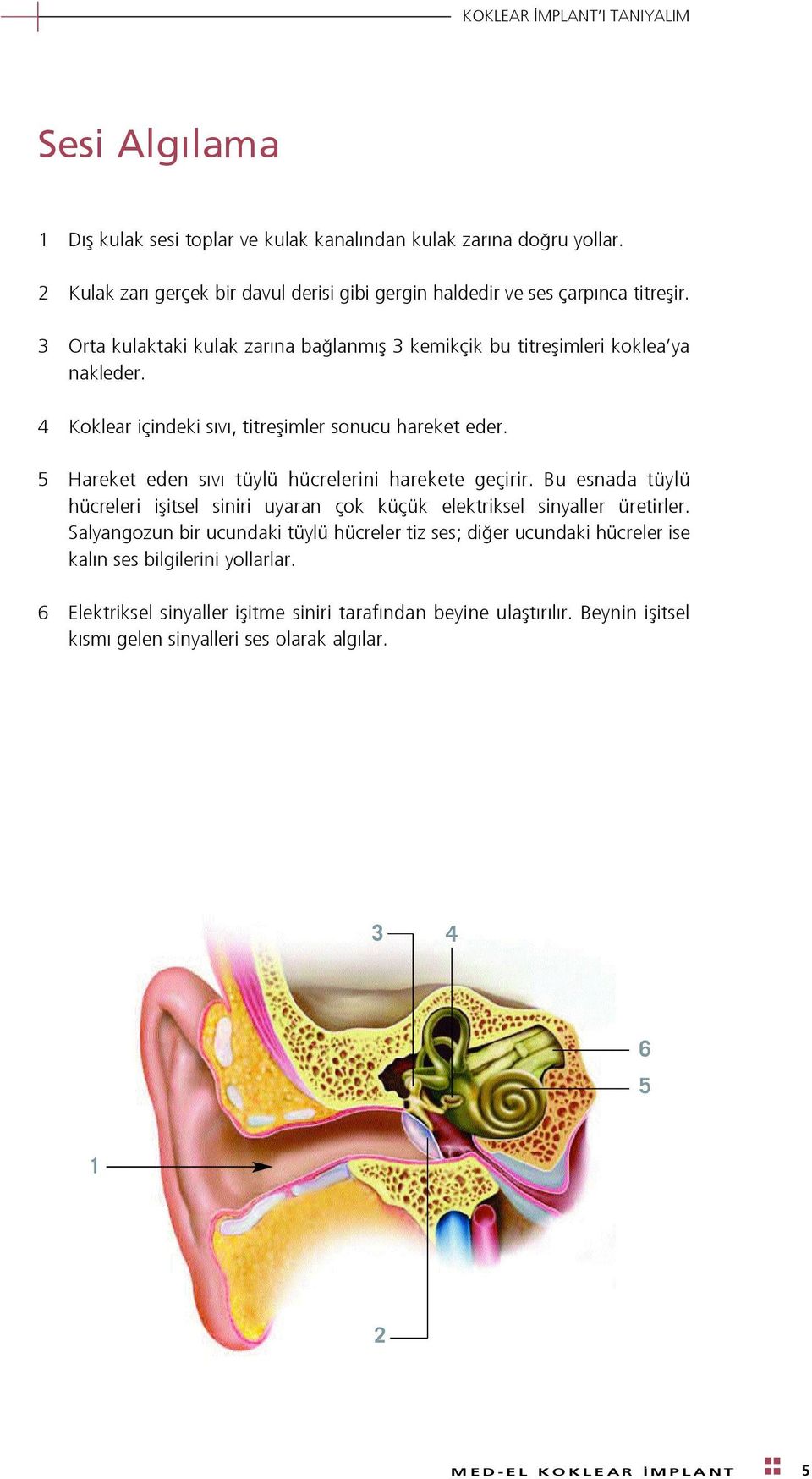 4 Koklear içindeki s v, titreflimler sonucu hareket eder. 5 Hareket eden s v tüylü hücrelerini harekete geçirir.