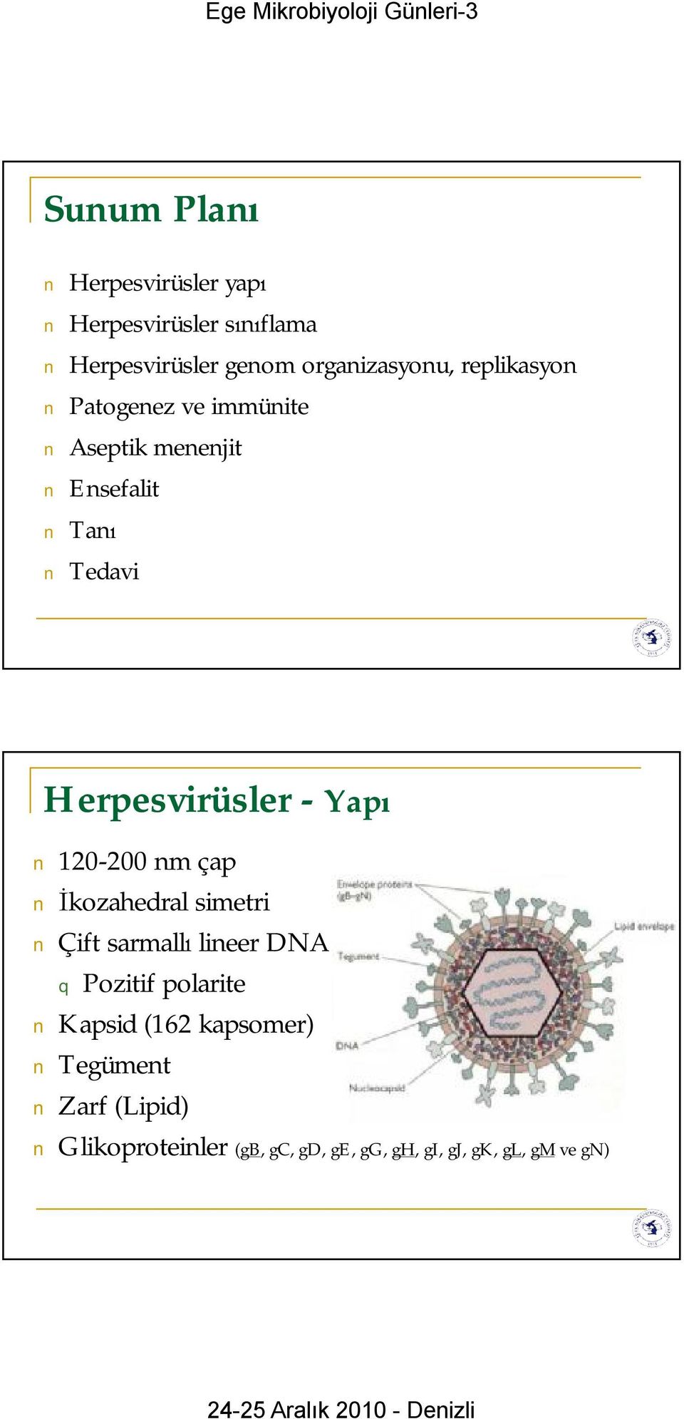 120-200 nmçap İkozahedralsimetri Çift sarmallı lineer DNA Pozitif polarite Kapsid (162