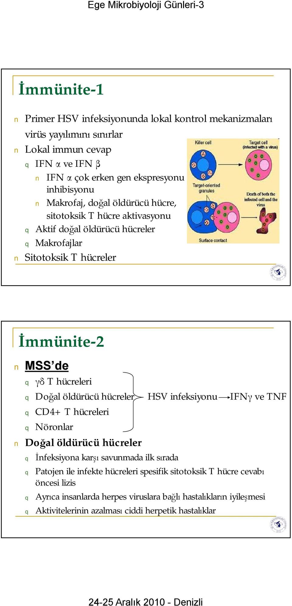 hücreleri Doğal öldürücü hücreler HSV infeksiyonu IFNγ ve TNF CD4+ T hücreleri Nöronlar Doğal öldürücü hücreler İnfeksiyona karşı savunmada ilk sırada Patojen ile