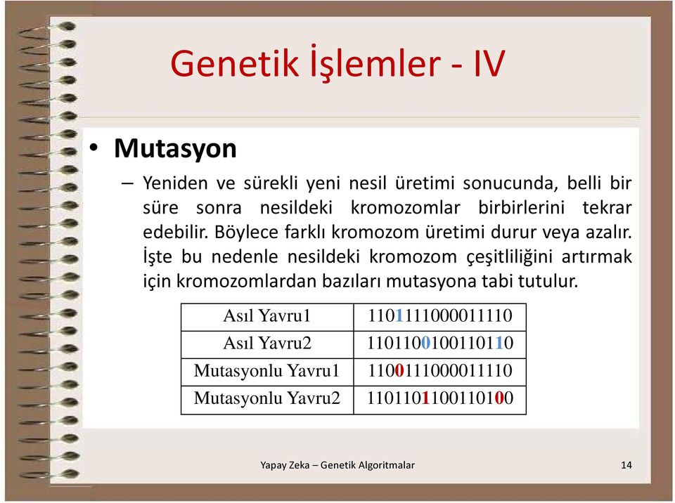 İşte bu nedenle nesildeki kromozom çeşitliliğini artırmak için kromozomlardan bazıları mutasyona tabi tutulur.