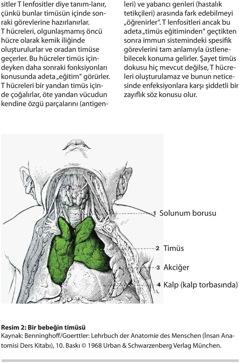 T hücreleri bir yandan timüs içinde çoğalırlar, öte yandan vücudun kendine özgü parçalarını (antigenleri) ve yabancı genleri (hastalık tetikçileri) arasında fark edebilmeyi öğrenirler.