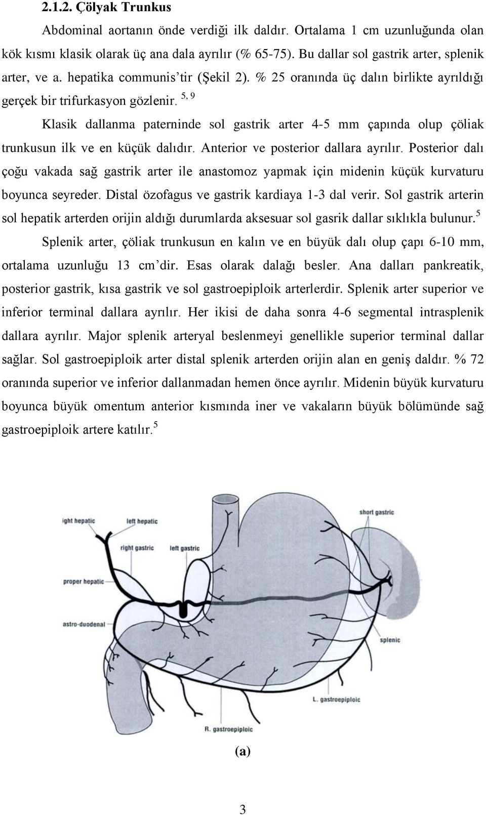 5, 9 Klasik dallanma paterninde sol gastrik arter 4-5 mm çapında olup çöliak trunkusun ilk ve en küçük dalıdır. Anterior ve posterior dallara ayrılır.