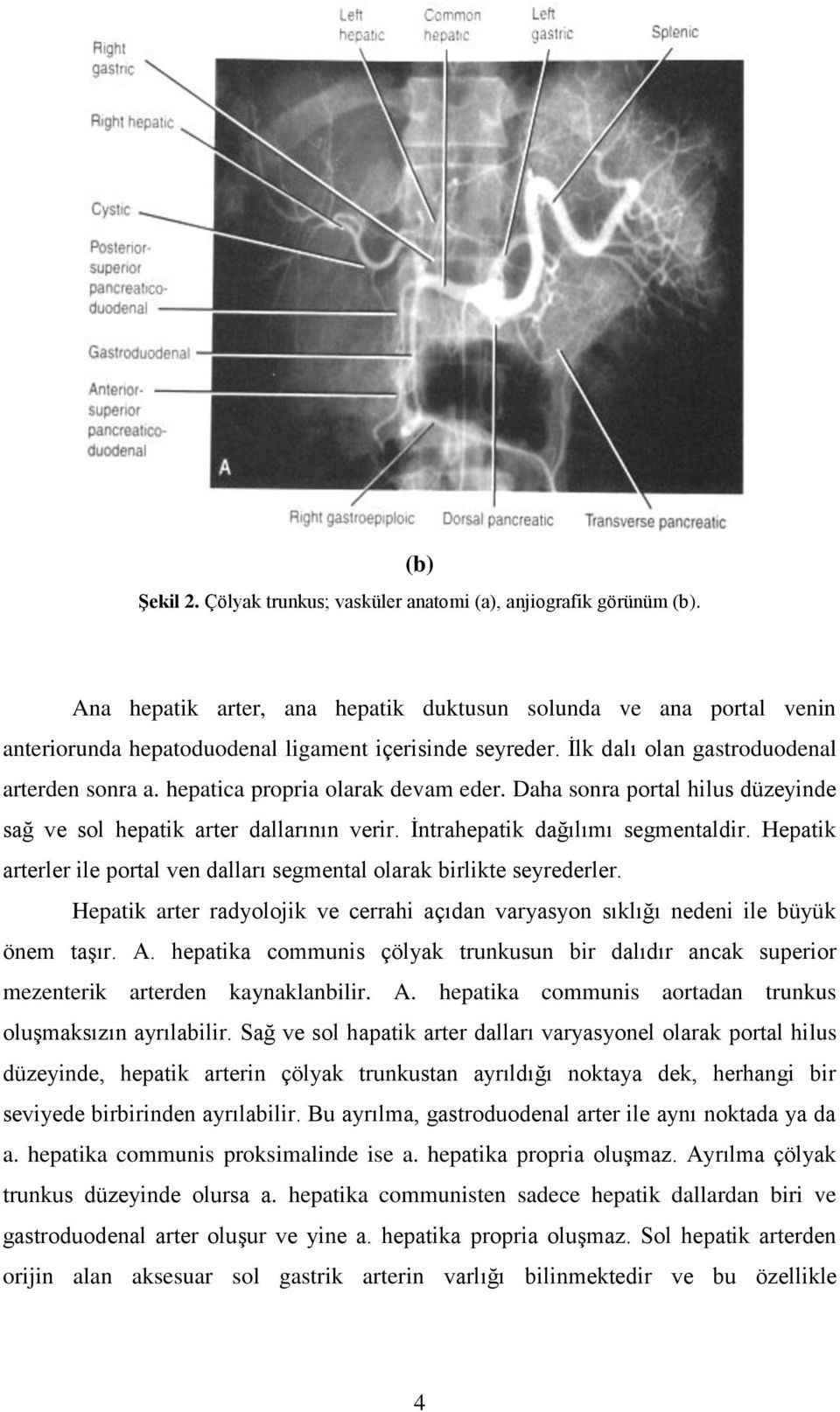 hepatica propria olarak devam eder. Daha sonra portal hilus düzeyinde sağ ve sol hepatik arter dallarının verir. İntrahepatik dağılımı segmentaldir.