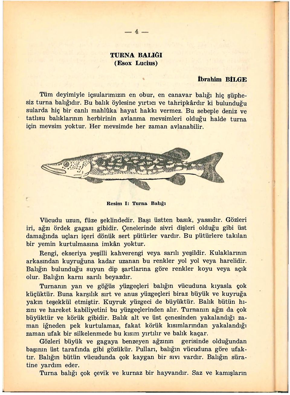 Bu sebeple deniz ve tatlısu balıklarının herbirinin avlanma mevsimleri olduğu halde turna için mevsim yoktur. Her mevsimde her zaman avlanabilir. Resim I: Turna Balığı Vücudu uzun, füze şeklindedir.