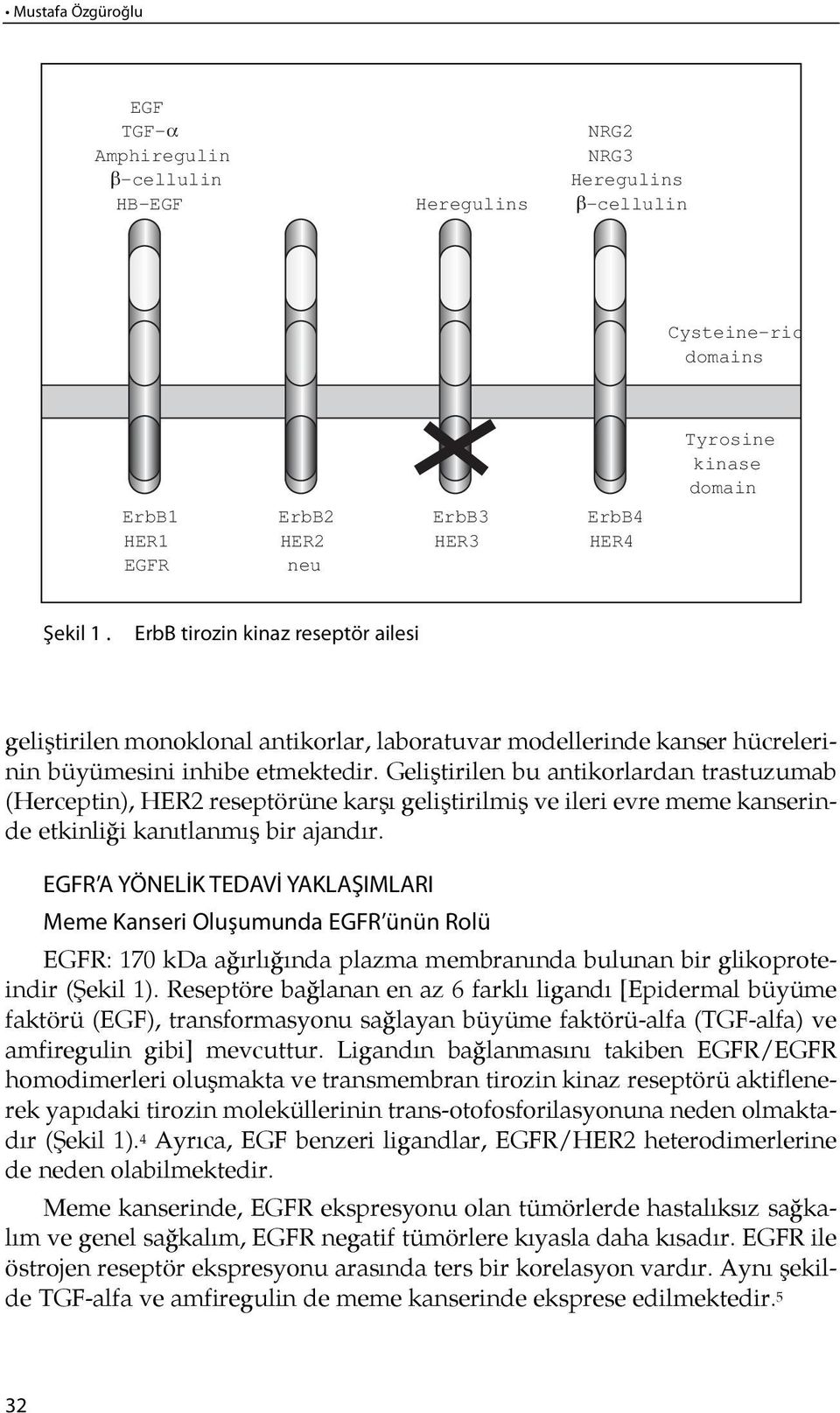 Geliştirilen bu antikorlardan trastuzumab (Her cep tin), HER2 re sep tö rü ne kar şı ge liştirilmiş ve ile ri ev re me me kan se rinde etkinli ği ka nıtlanmış bir ajan dır.