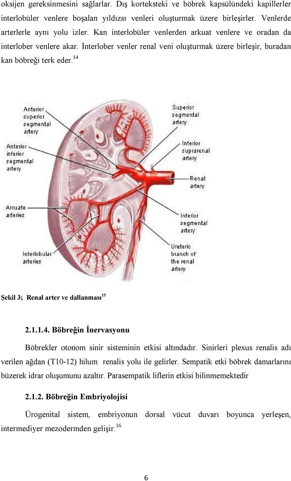 14 Şekil 3; Renal arter ve dallanması 15 2.1.1.4. Böbreğin İnervasyonu Böbrekler otonom sinir sisteminin etkisi altındadır.