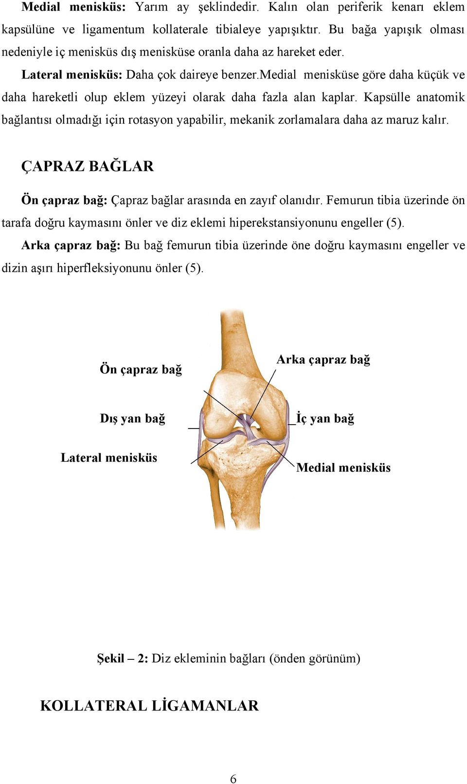 medial menisküse göre daha küçük ve daha hareketli olup eklem yüzeyi olarak daha fazla alan kaplar.