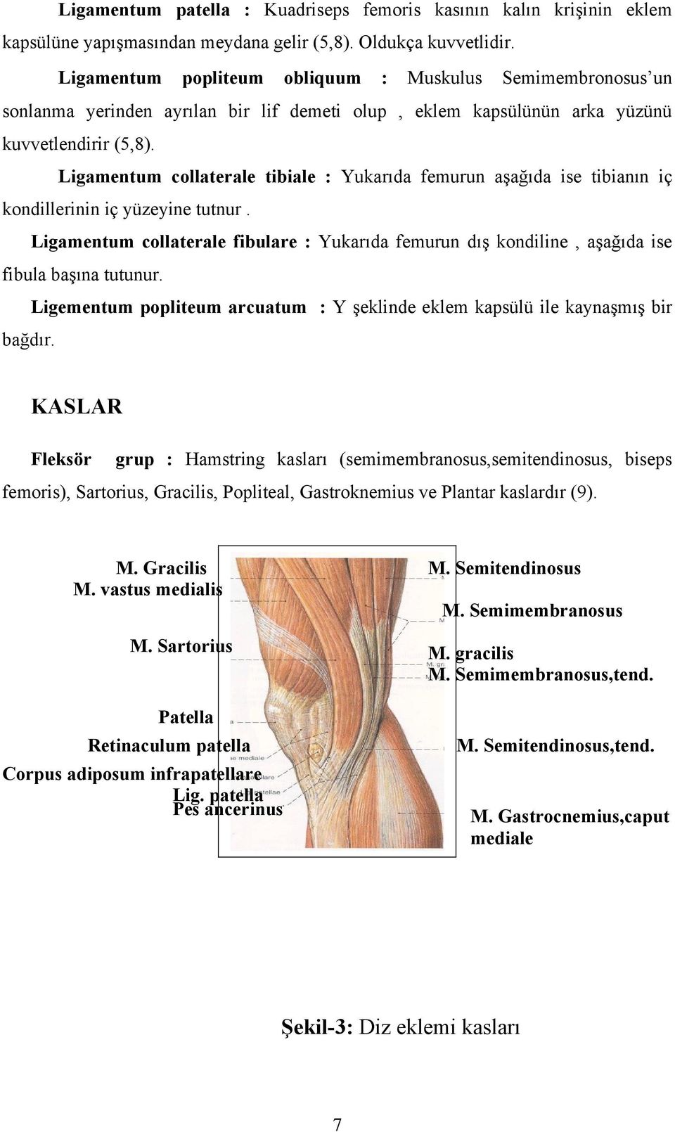 Ligamentum collaterale tibiale : Yukarıda femurun aşağıda ise tibianın iç kondillerinin iç yüzeyine tutnur.