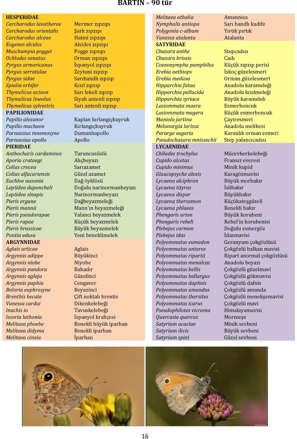 crataegi Colias crocea Colias alfacariensis Euchloe ausonia Leptidea duponcheli Leptidea sinapis Pieris ergane Pieris mannii Pieris pseudorapae Pieris rapae Pieris brassicae Pontia edusa ARGYNNIDAE
