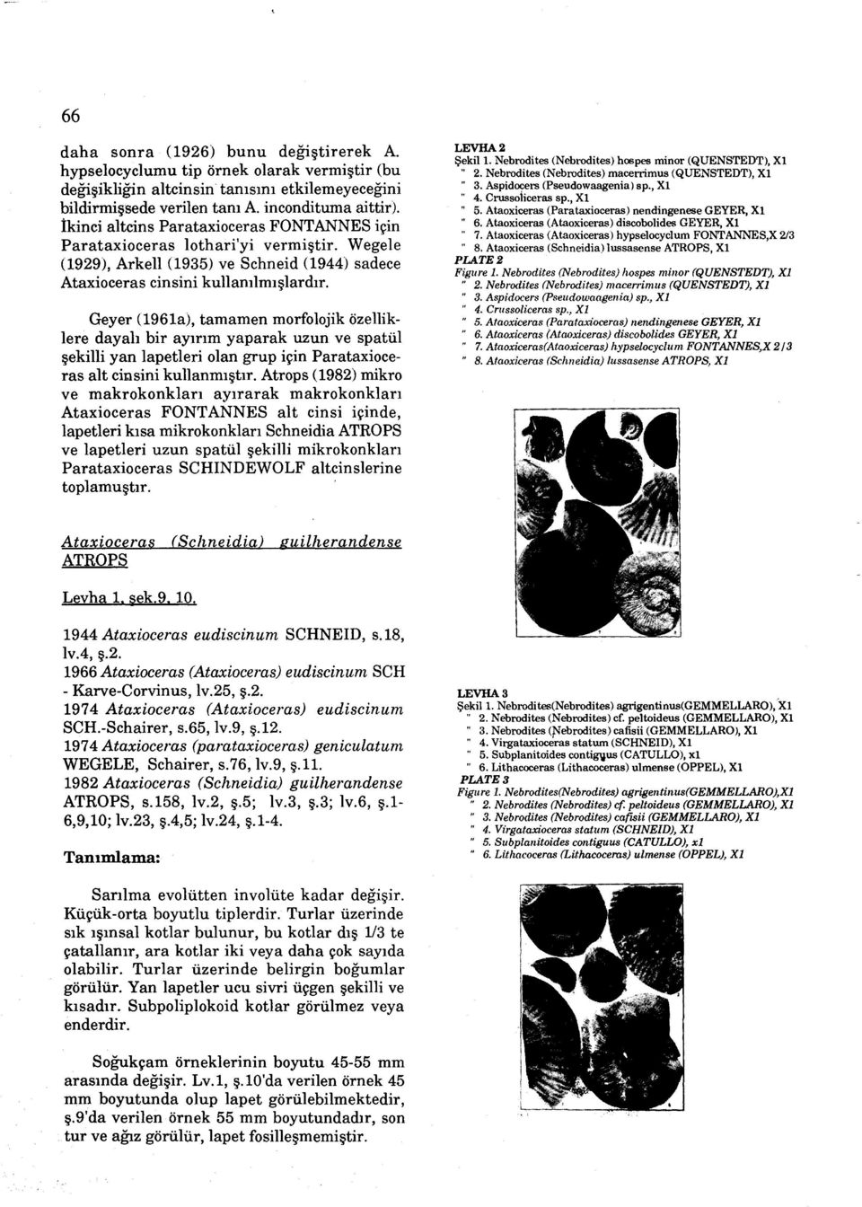 Geyer (1961a), tamamen morfolojik özelliklere dayali bir ayirim yaparak uzun ve spatül sekilli yan lapetleri olan grup için Parataxioceras alt cidsini kullanmistir.