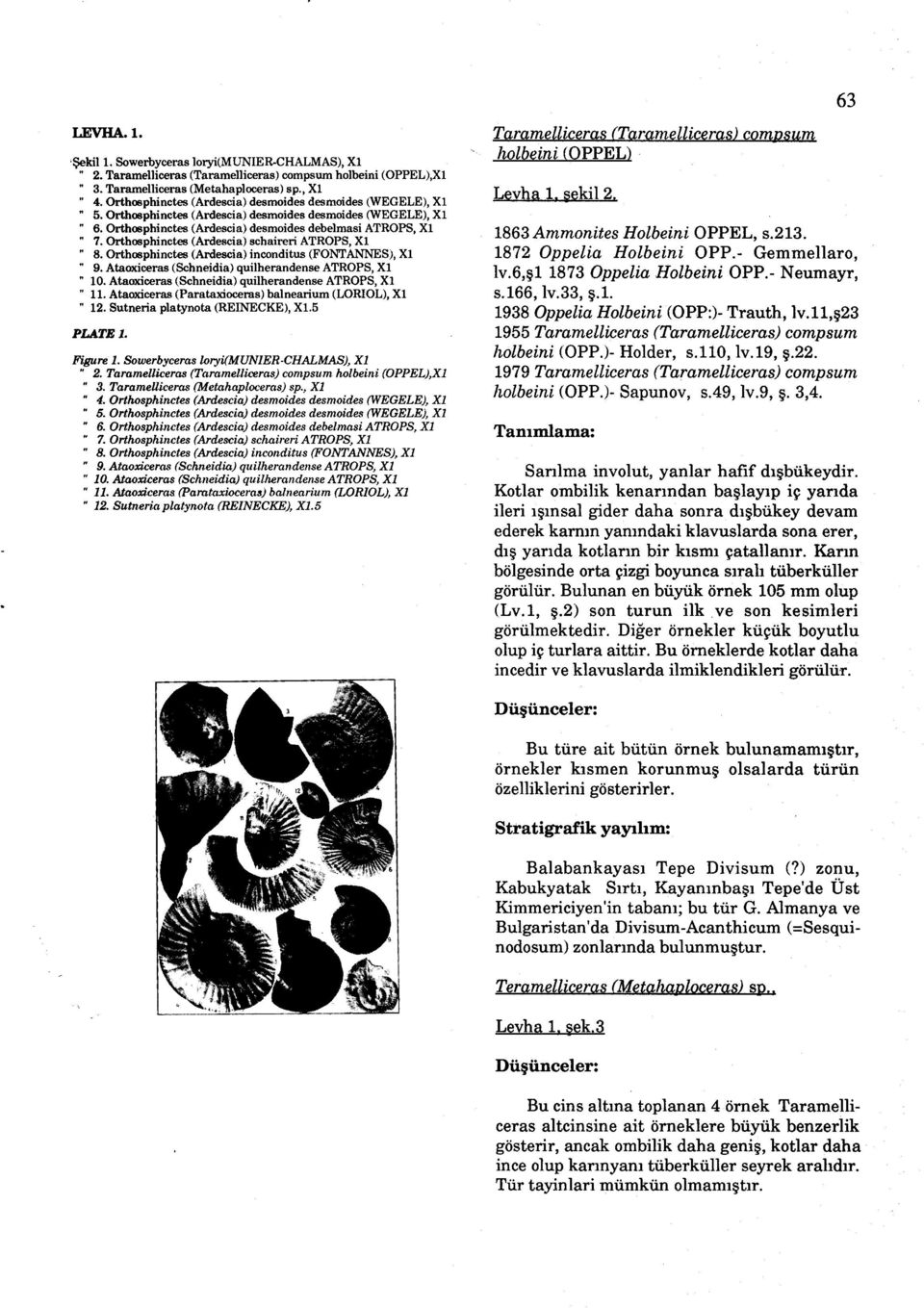 Orthosphinctes (Ardescia) schaireri ATROPS, XL. 8. Orthosphinctes (Ardescia) inconditus (FONTANNES), Xl. 9. Ataoxiceras (Schneidia) qui1herandense ATROPS, XL. 10.