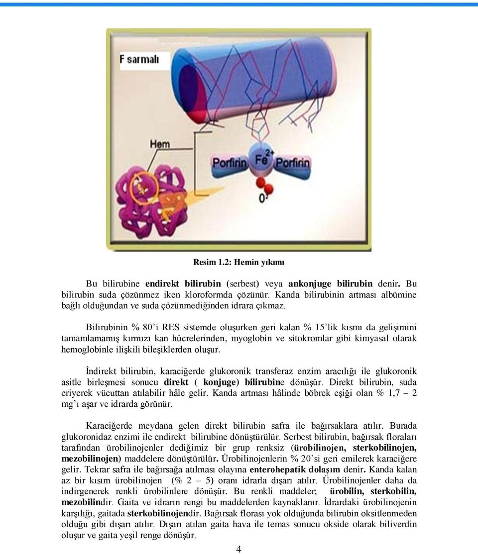 Bilirubinin % 80 i RES sistemde oluģurken geri kalan % 15 lik kısmı da geliģimini tamamlamamıģ kırmızı kan hücrelerinden, myoglobin ve sitokromlar gibi kimyasal olarak hemoglobinle iliģkili