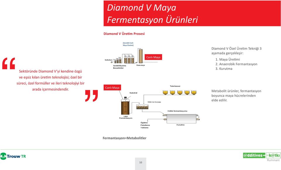 Canlı Maya Canlı Maya Diamond V Özel Üre m Tekniği 3 aşamada gerçekleşir: 1. Maya Üre mi 2.