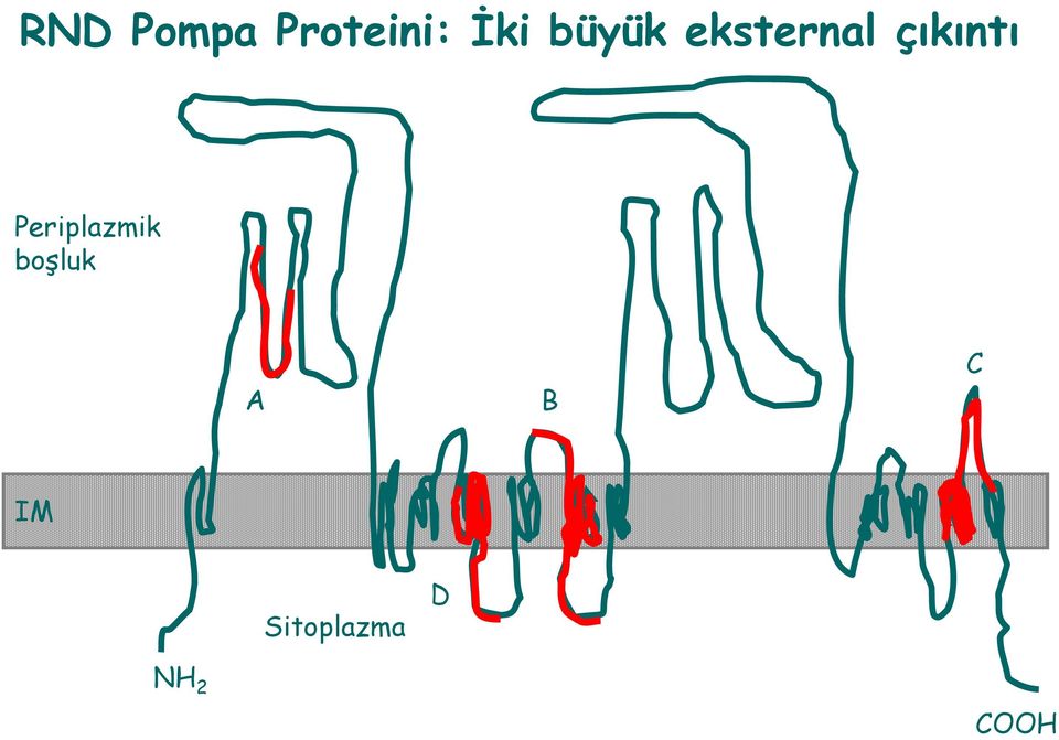 Periplazmik boşluk A B C