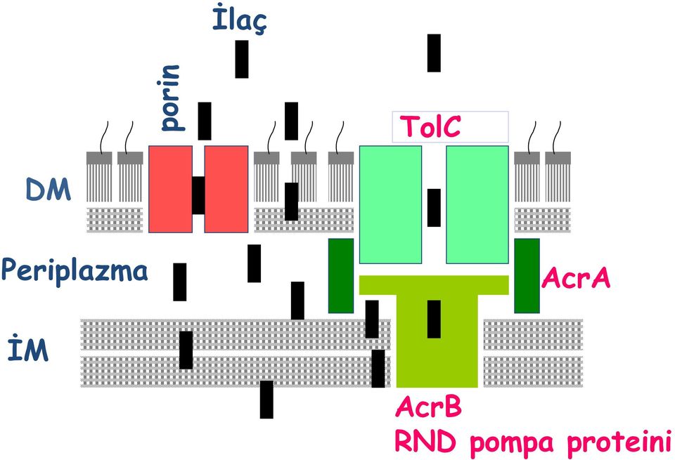 AcrA İM AcrB