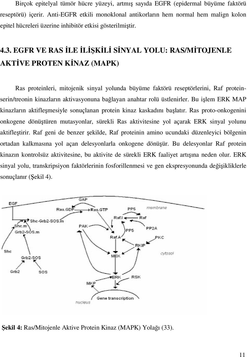 EGFR VE RAS İLE İLİŞKİLİ SİNYAL YOLU: RAS/MİTOJENLE AKTİVE PROTEN KİNAZ (MAPK) Ras proteinleri, mitojenik sinyal yolunda büyüme faktörü reseptörlerini, Raf proteinserin/treonin kinazların